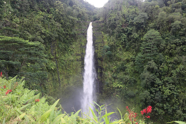 Akaka falls is an impressive 442-foot (135 m) tall waterfall. It is located near Hilo, Big Island, Hawaii.  Akaka is named after Chief 'Akaka-o-ka-nī'au-oi'o-i-ka-wao