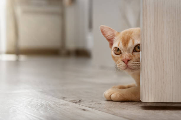 istock Burmese cat hiding behind open door. Cute kitten indoors. 2190689463