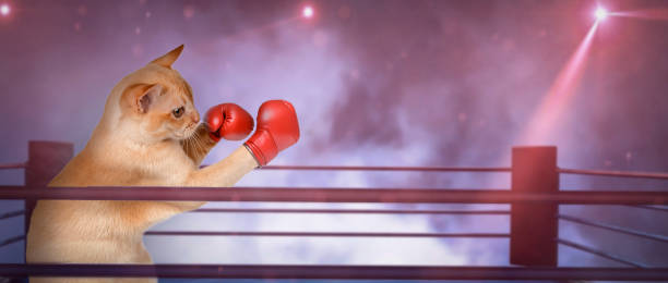 istock Cat - boxer in red boxing gloves. 2190689494