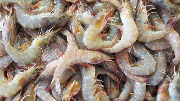 istock A heap of fresh shrimp with translucent shells, some displaying light green and orange hues, arranged over a bed of ice, showcasing their freshness and vibrant details. 2190689530