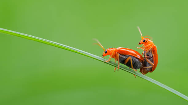istock Two vibrant orange beetles perched on a single green blade of grass, captured in sharp detail against a smooth green background. 2190690020