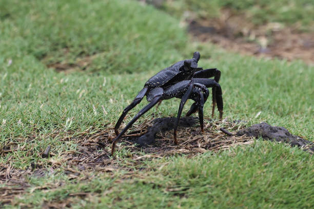 A black crab seen scrambling on the wet coastline of Hilo, Big Island, Hawaii.  This animal is hard to spot when seen against the black lava on the shoreline.