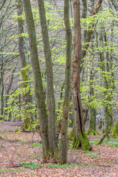 istock Green leaves emerge in a serene forest setting during springtime revealing nature's beauty 2190691580