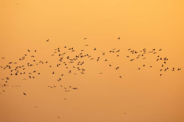 istock Wild geese flying, migratory birds in China 2190691967