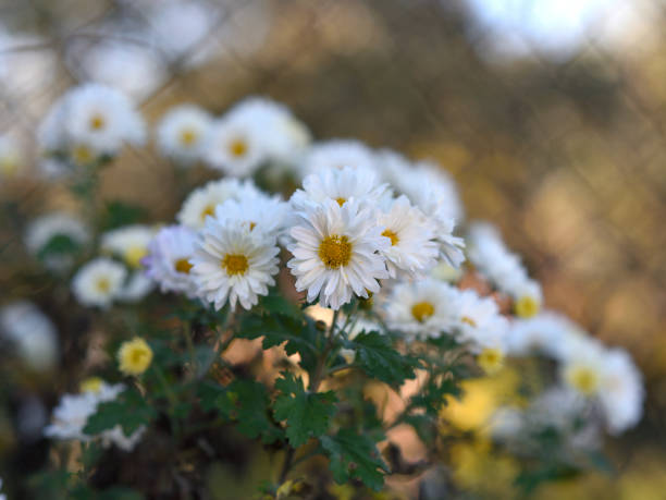 Chrysanthemum is perennials, with woody stems, aromatic leaves and showy flower heads. They are indispensable plants in borders and in the natural garden for their contribution of color in autumn.