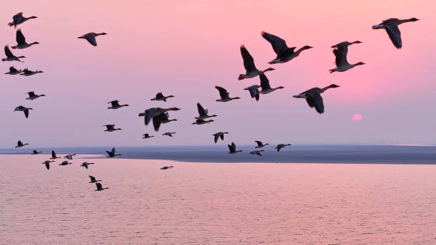 istock A flock of geese flying at sunset 2190692270