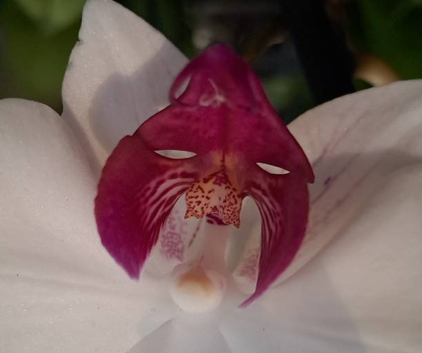 istock Heart of flower 2190694046