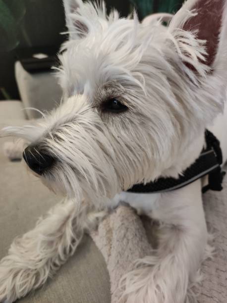 istock West Highland Terrier (Westie) small white dog , lying on sofa, looking to the left 2190694175