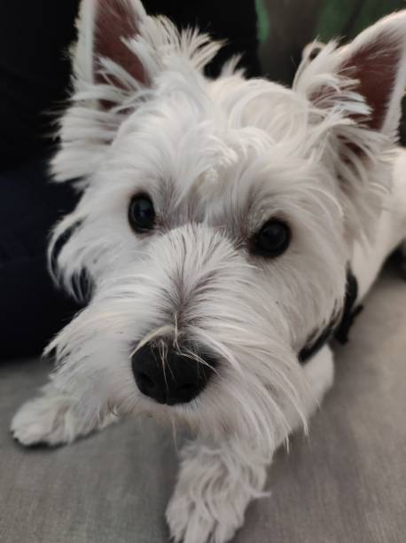 istock West Highland Terrier (Westie) small white dog , lying on sofa, front view 2190694178