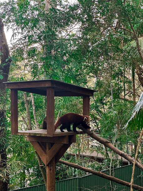 istock Red panda climbing wooden platform 2190694298