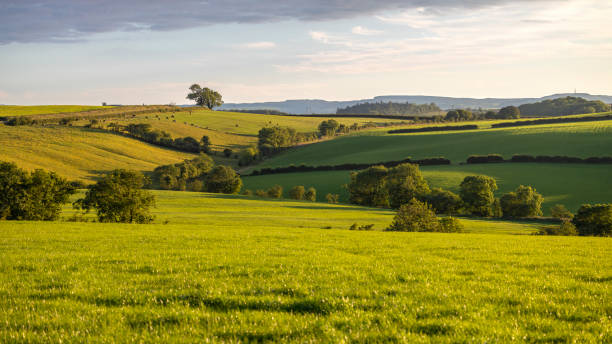 istock Rolling green grass pasture cattle grazing farm land fields with trees and hedgerows 2190694737