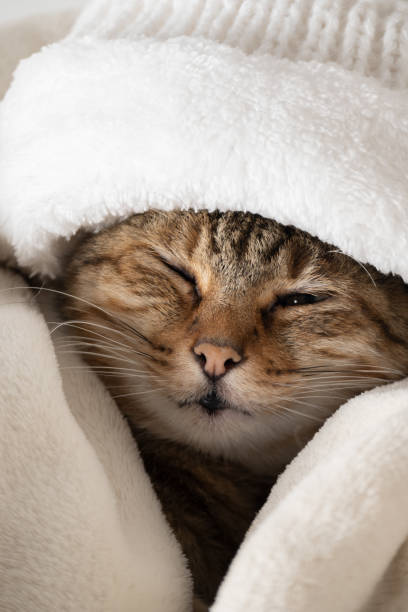 istock Sleepy cat wrapped in a soft white warm blanket 2190695221