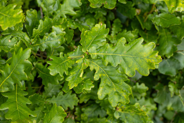 istock Green oak tree leaves growing in a low roadside hedge close-up 2190697450