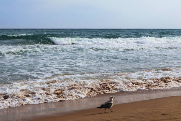 A solitary seagull strolls along a sandy beach, gently lapped by the waves of the ocean. The water sparkles under soft sunlight, while soft foam from the waves creates a contrast against the sand. This tranquil coastal scene captures the essence of nature and wildlife, perfect for beach, relaxation, or marine life themes. Ideal for travel and environmental visuals.