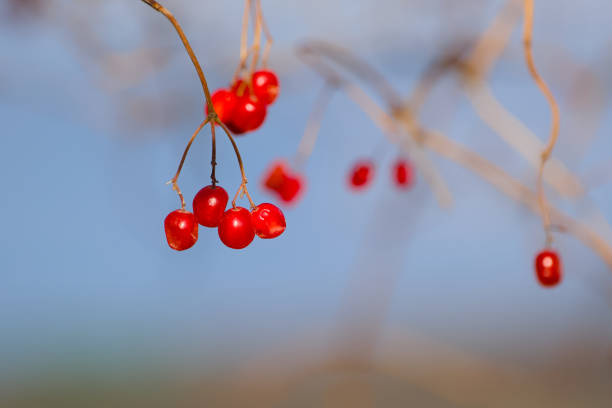 bunch of red berries of Viburnum on a twig close-up