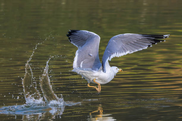 istock Yellow-legged Gull taking off from the water surface in the morning light 2190698561