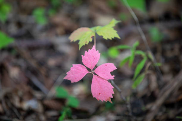 Virginia creeper heralding the transition to autumn.