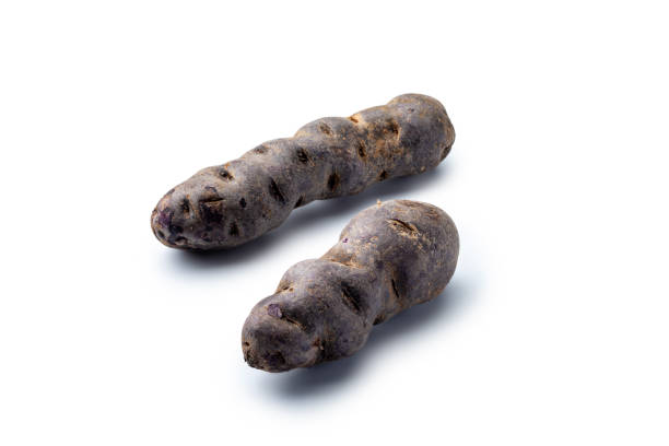 Purple Fingerling potatoes, isolated in white a background. High angle view, studio shot.