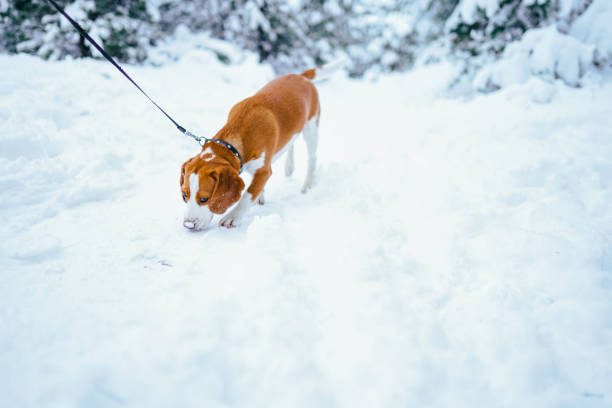 Man and dog are best friends. A man with a dog walks in a village in a snowy winter