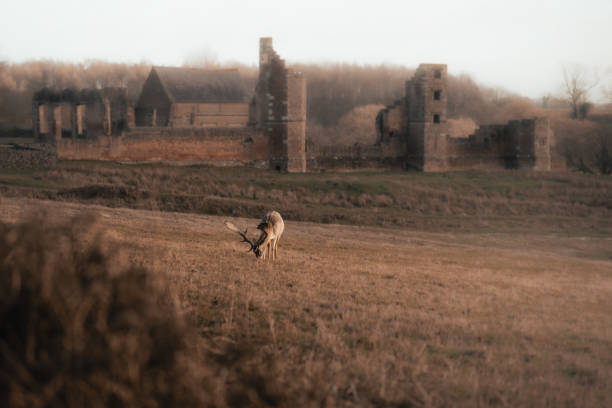 Large white-tailed deer buck with velvet on its antlers in Tennessee
