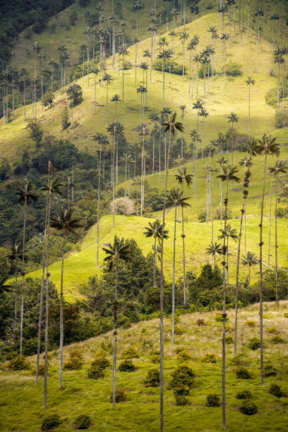 istock Cocora Valley in Colombia, South America 2190701529