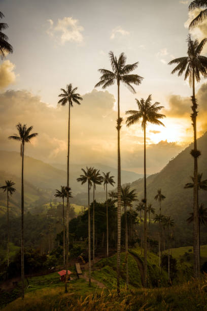 Cocora Valley in Colombia, South America