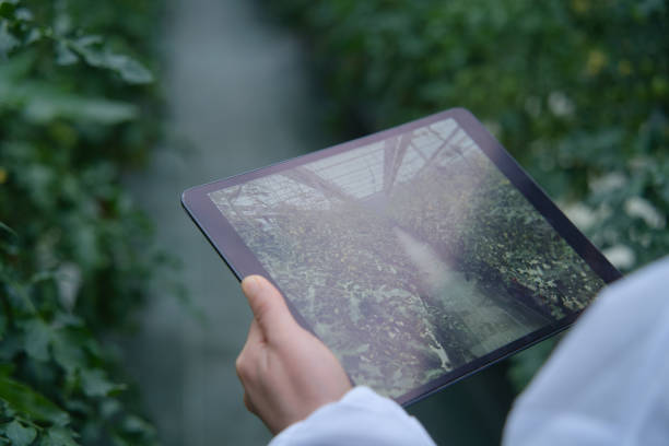 Asian female agronomist working using digital tablet in a greenhouse