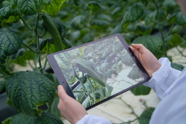 istock Asian female agronomist working using digital tablet in a greenhouse 2190703612