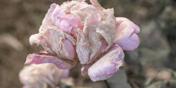 Delicate vintage light pink rose on light background