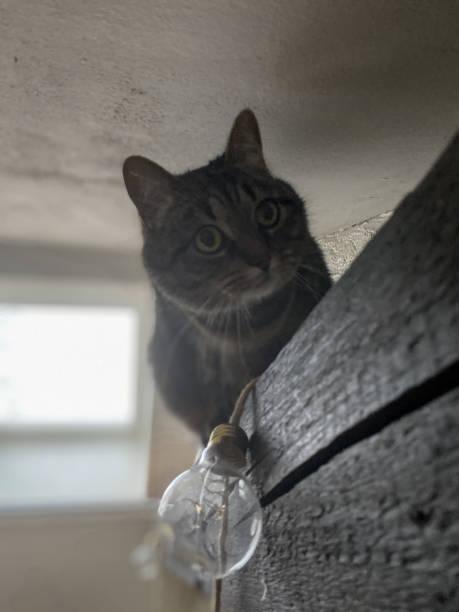 istock Cat sitting on  roof beams 2190705202