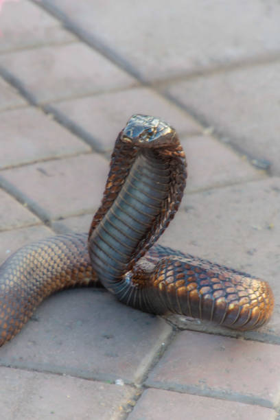 Close up head king cobra is dangerous snake in hold