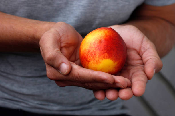istock peach in hand, man holding peach in hand 2190705808