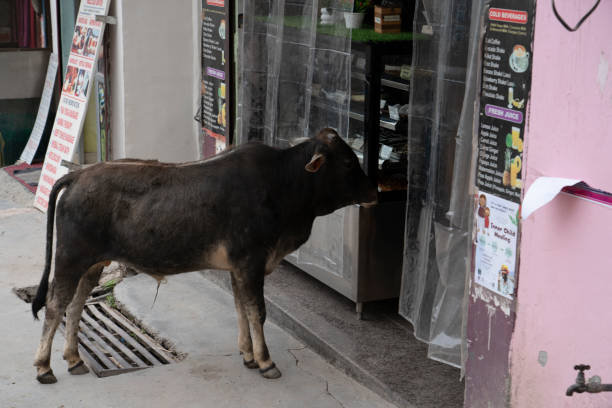 Rishikesh, India, March 24, Cow on a city street.