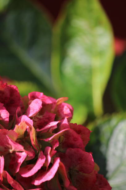 istock Purple hortensia with green leaves 2190706759