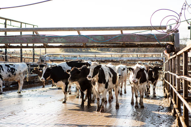 Dairy cows entering the dairy farm to be milked - Buenos Aires - Argentina
