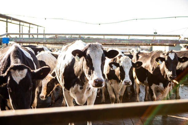 Dairy cows entering the dairy farm to be milked - Buenos Aires - Argentina