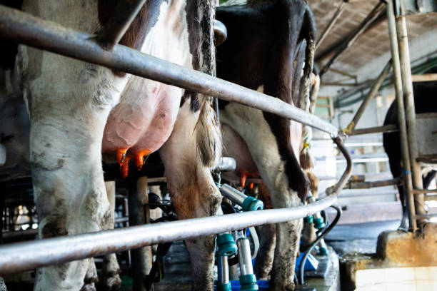 istock Close-up of a dairy cow's udders 2190707392
