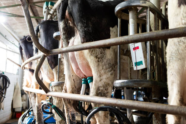 A close-up shows the udder of a cow as it grazes in a field, highlighting dairy farming activities and livestock care in a rural landscape.