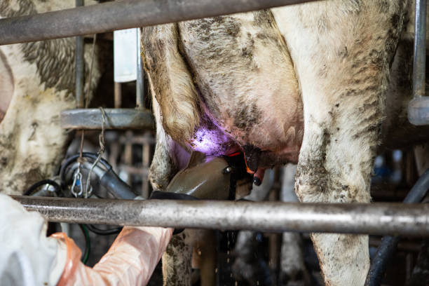 Cow udder and teat close up, soft pink and large mammary veins, big udders full of milk