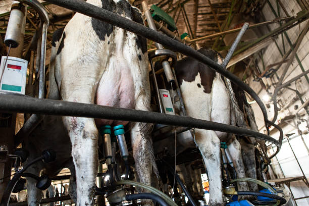 Ray of milk comes from the teat of a cow, udder and nipple close up, soft pink and large mammary veins, dripping milk