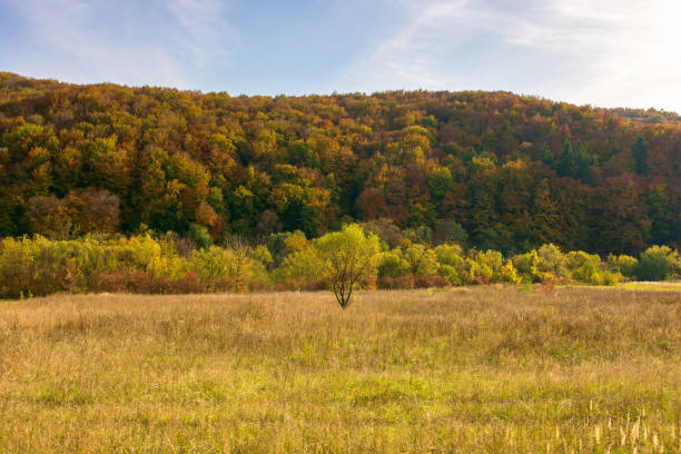 mountainous countryside in autumn. sunny weather. forest on the hill in colorful foliage