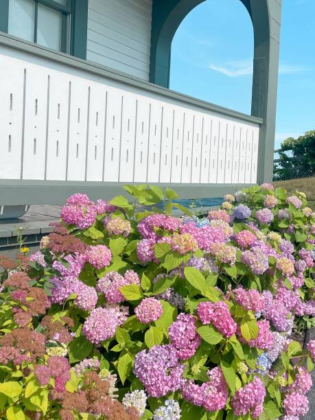 istock Hydrangea Plant Colorful Flowers Nature Photo 2190709505