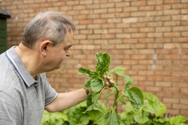 Man (senior) looking at developing flower head on sunflower plant growing in garden planter with rhubarb and fenugreek