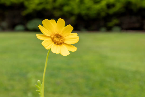 Dahlberg daisy flowers (Thymophylla tenuiloba) background. Thymophylla tenuiloba, also known as bristleleaf pricklyleaf, Dahlberg daisy, small bristleleaf pricklyleaf, golden fleece, or shooting star.