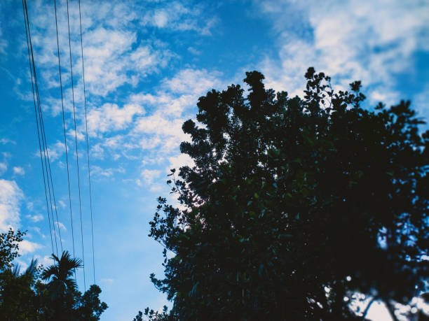 Green trees against the beautiful blue  cloudy sky