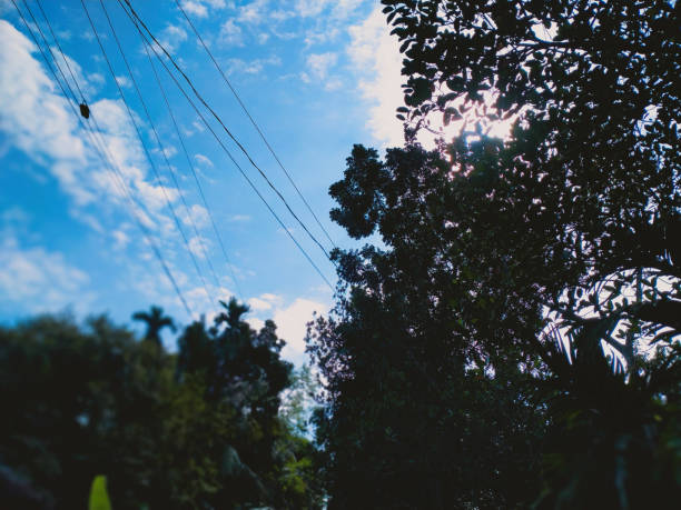 Green trees against the beautiful blue  cloudy sky
