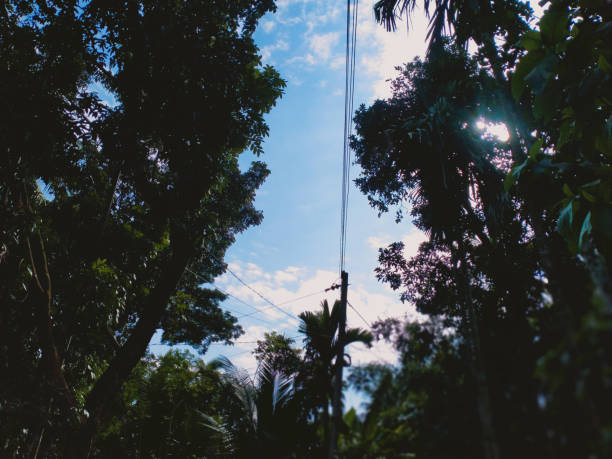 Green trees against the beautiful blue  cloudy sky