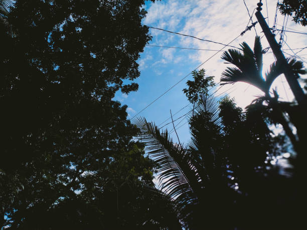 Green trees against the beautiful blue  cloudy sky