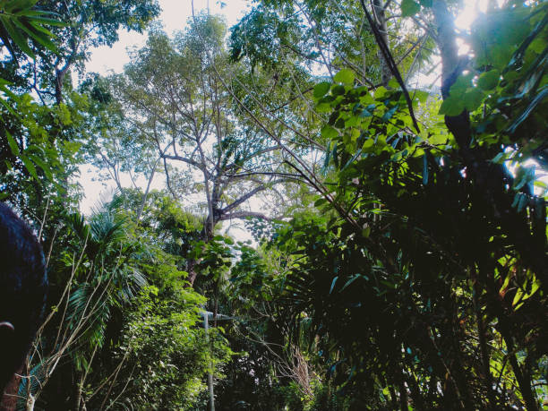Palenque, Mexico - March 19, 2015: Shot in El Panchan jungle. 3 backpackers are traveling through the jungle.