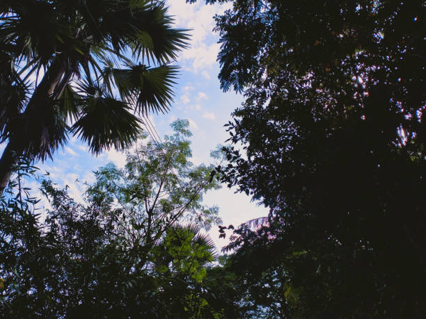 Green trees against the beautiful blue  cloudy sky